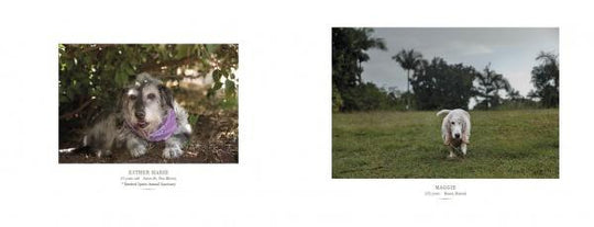 Senior Dogs Across America - Nancy LeVine