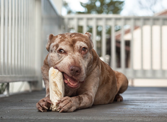Senior Dogs Across America - Nancy LeVine