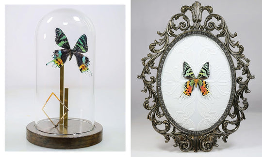 Beautiful Bugs: A Curious Collection of Exquisite Insects