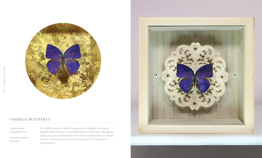 Beautiful Bugs: A Curious Collection of Exquisite Insects