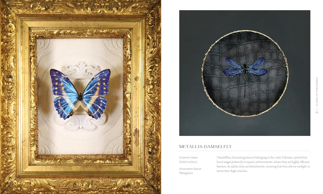 Beautiful Bugs: A Curious Collection of Exquisite Insects