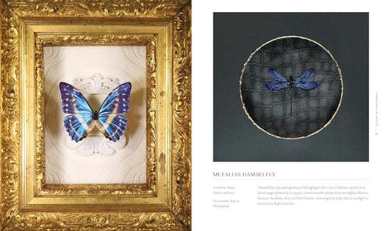 Beautiful Bugs: A Curious Collection of Exquisite Insects